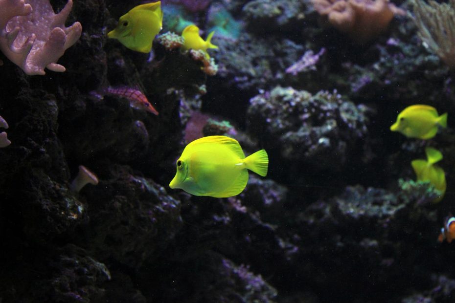 angelfish, fish, sea-347250.jpg